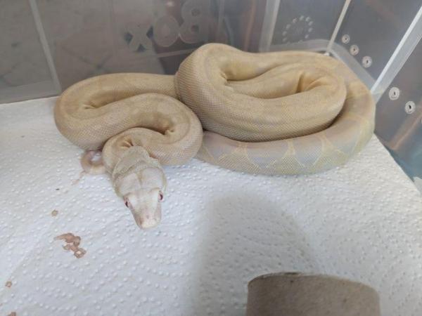 Image 5 of 2024 juvenal boa s for sale