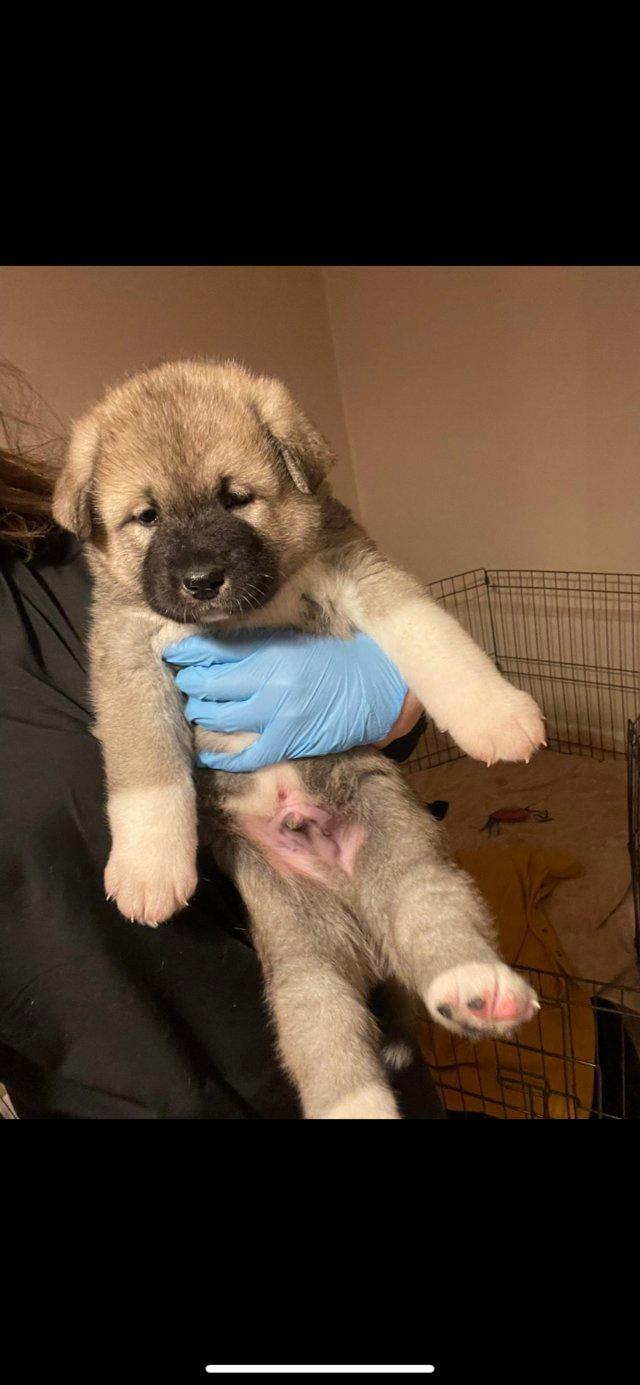 Preview of the first image of Gorgeous Japanese/American akita mix puppies.