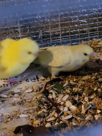 Image 2 of Baby budgies available different colours