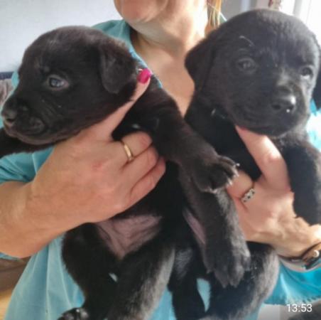 Image 3 of Adorable Jet Black Lab-Rotties puppies