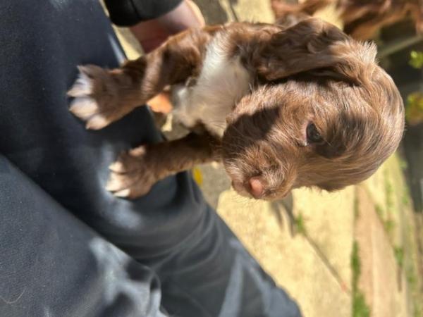 Image 5 of 5 week old KC registered working cocker spaniel puppies
