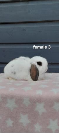 Image 8 of Gorgeous mini lop rabbits ready now