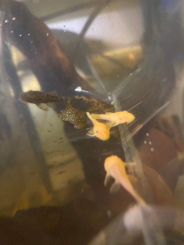 Preview of the first image of Bristlenose pleco fish all size £1-£15.