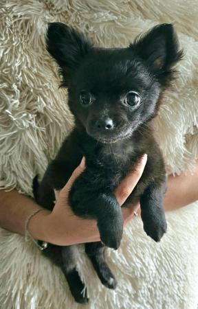 Image 10 of **Black Female Chihuahua puppy , long-haired, ready now**
