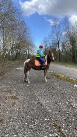 Image 3 of 15.1hh 5 year old mare, born 2018