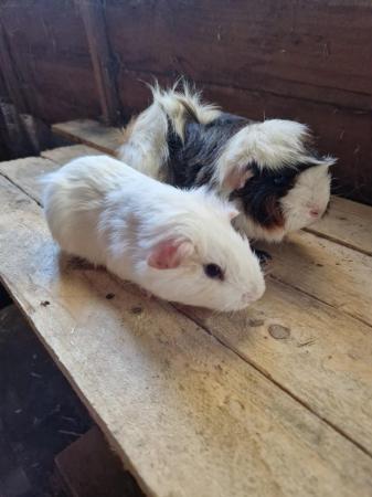Image 10 of Young Boar Guinea Pigs For Sale