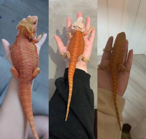 Image 4 of 1 year old Red bearded dragon with full enclosure
