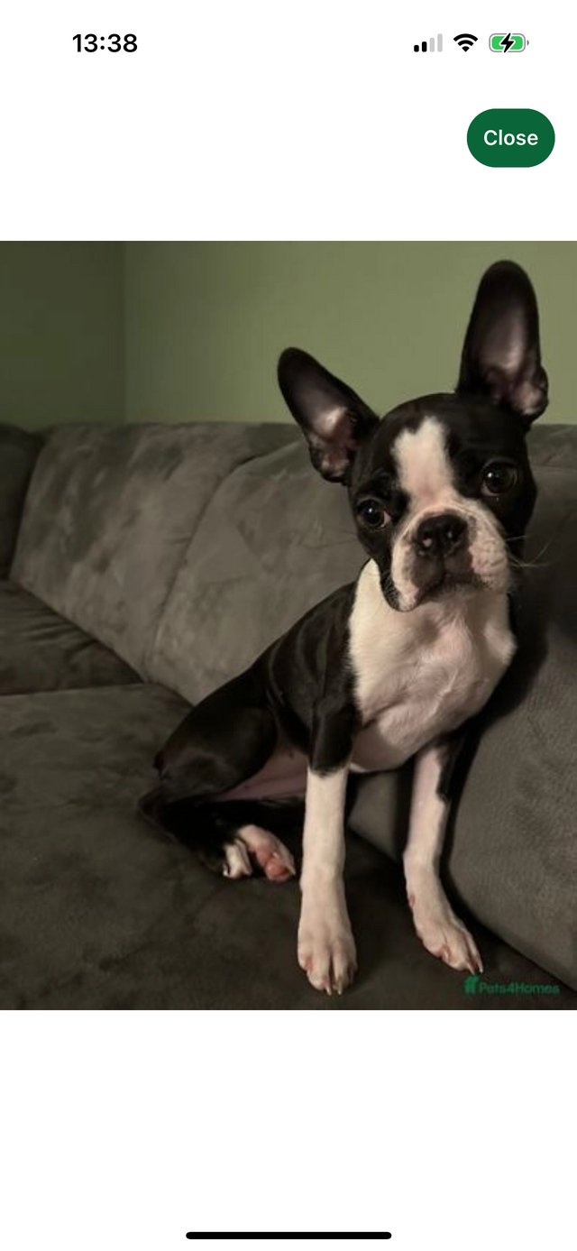 Preview of the first image of BOSTON TERRIER WANTED ????.