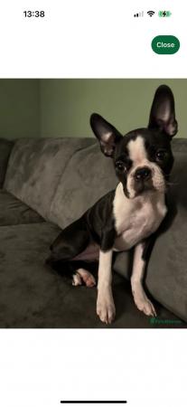 Image 1 of BOSTON TERRIER WANTED ????