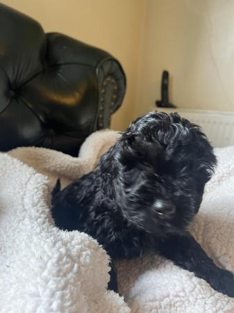 Image 4 of **Ready to leave now** black cockapoo boy