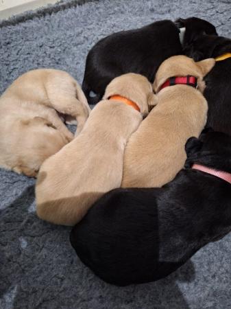 Image 5 of KC registered labrador puppies licenced breeder