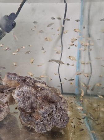 Image 8 of 3-6 month old african cichlid for sale