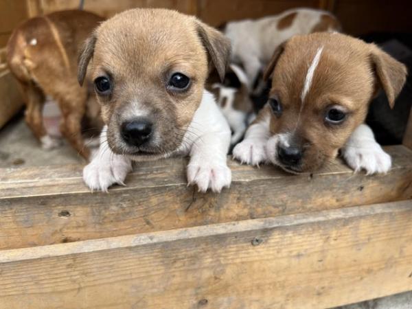 Image 13 of Jack russel mixed litter