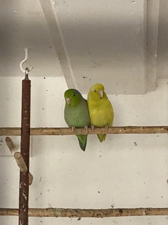 Image 2 of Birds Hecks finches Canary’s budgies Hecks waxbills