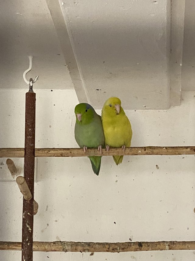Preview of the first image of Birds Hecks finches Canary’s budgies Hecks waxbills.