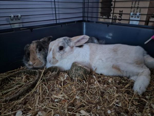 Image 2 of Female and male (neutered) rabbits 4 years old