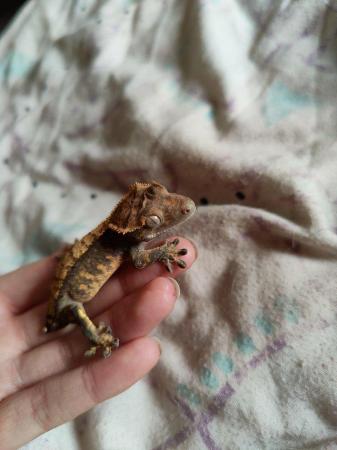 Image 7 of baby crested Geckos for sale..