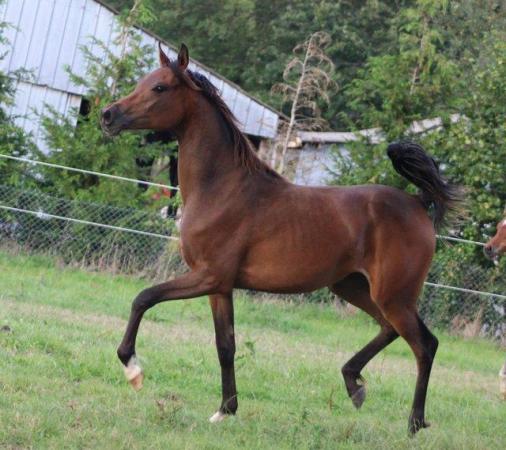 Image 2 of Top quality pure bred Arab filly