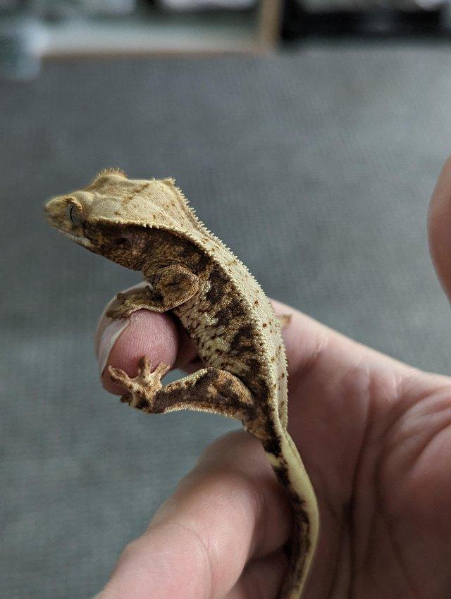 Preview of the first image of Various lilly white crested geckos.