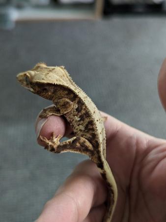 Image 1 of Various lilly white crested geckos