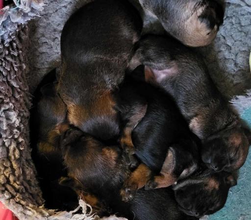 Image 4 of REDUCED KC registered Border Terrier Puppies