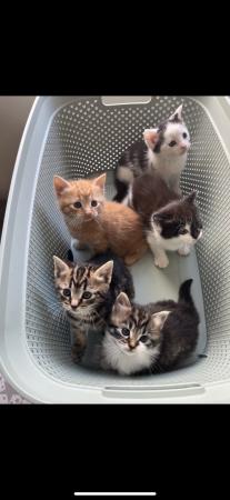 Image 1 of 9 week old kittens. ready to be rehoused