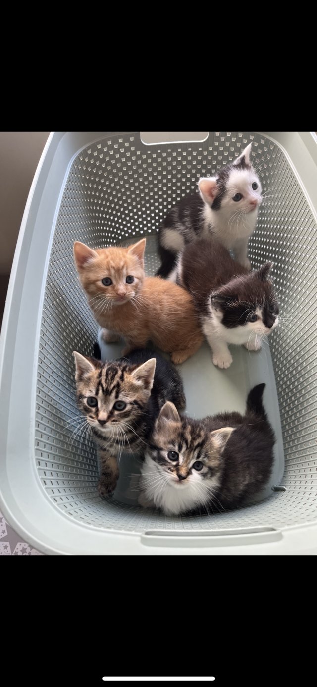 Preview of the first image of 9 week old kittens. ready to be rehoused.