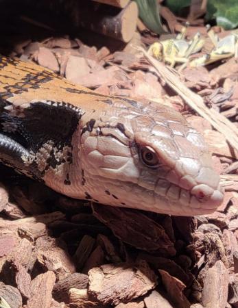 Image 2 of 1.5 year old Blue tongue Skink and set up.