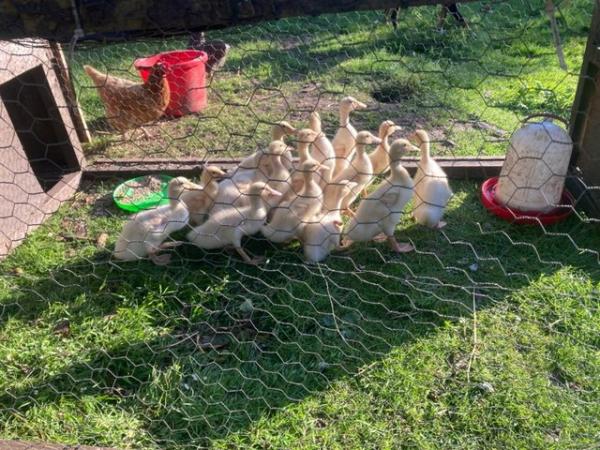 Image 2 of 6 week old Aylesbury Ducklings Unsexed