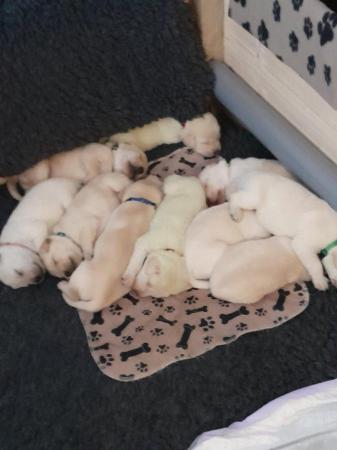 Image 2 of Labrador retriever pups for sale.