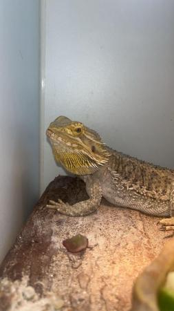 Image 3 of 2 year old bearded dragon and enclosure