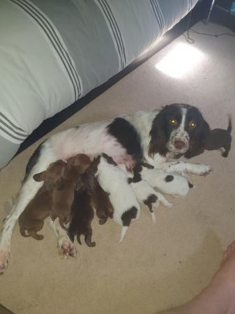 Image 14 of 8 week old mini dach x Springer spaniel pups