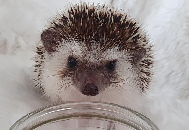 Image 1 of African Pygmy Hedgehog (APH) Rescue