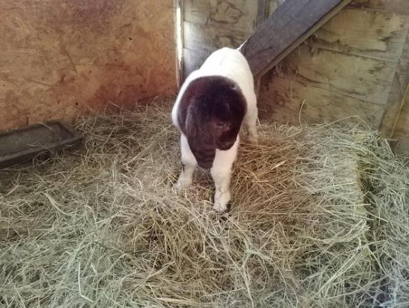 Image 1 of Boer billy kid born today