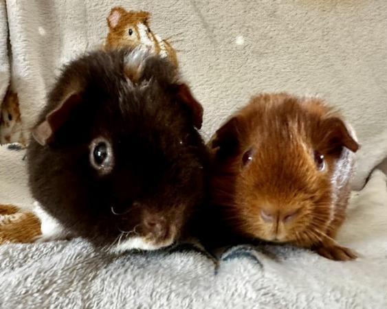 Image 2 of Gorgeous boy guinea pigs