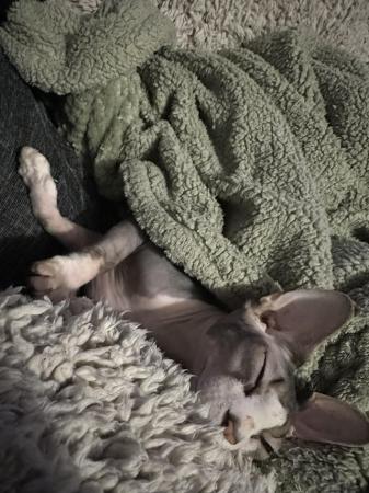 Image 1 of 1 year 8 month Sphynx for sale