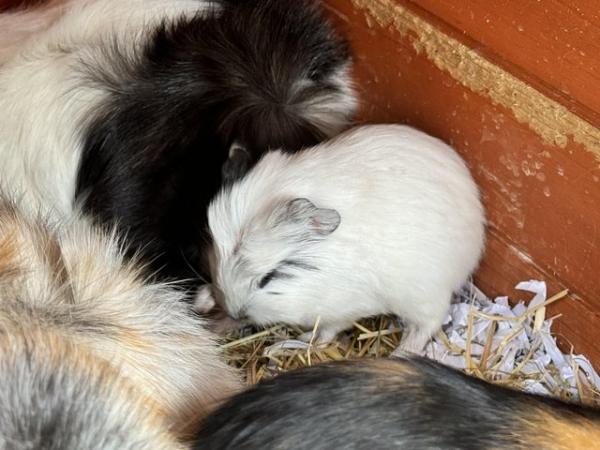 Image 6 of Guinea pigs ready for loving homes!