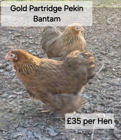 Image 3 of POL Hybrid Hens & Pure Breed Bantams for sale