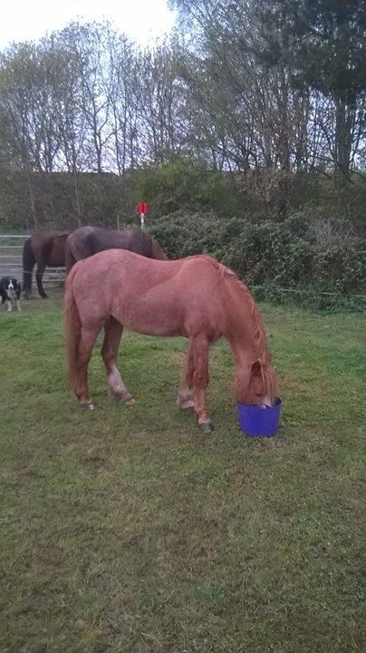 Preview of the first image of 12.2hh chestnut mare looking for a part loan.