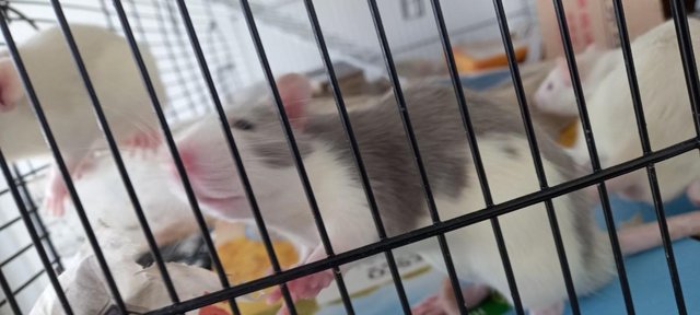 Image 8 of Young male rats ready for rehome in Glasgow