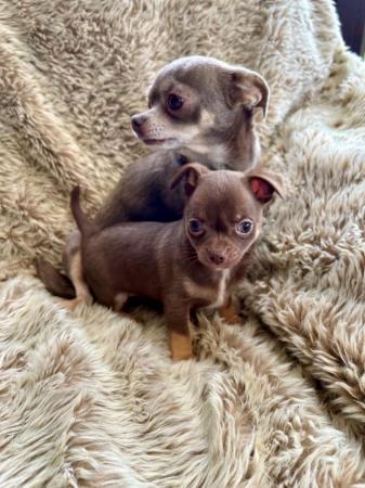 Image 3 of Beautiful Chocolate/Tan Girl Puppy Chihuahua