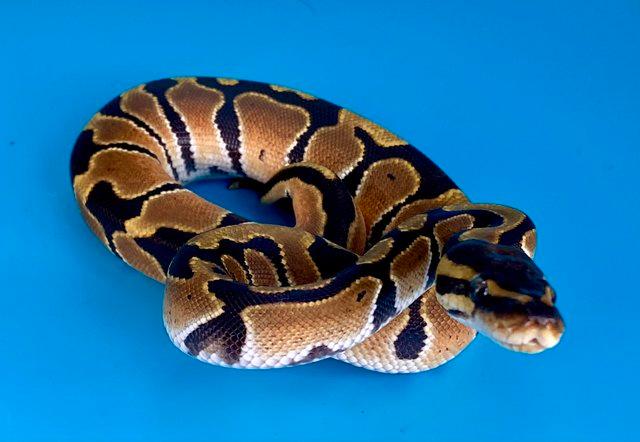 Preview of the first image of Orange Dream (Het Clown) Female Royal Python.