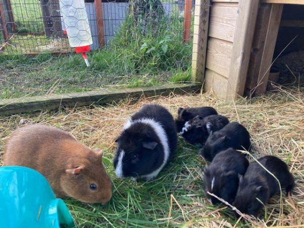 Image 3 of Beautiful baby guinea pigs for sale (boys ready now)