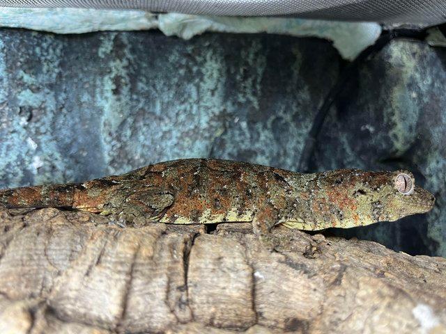 Preview of the first image of Mossy Gecko juvenile for sale.
