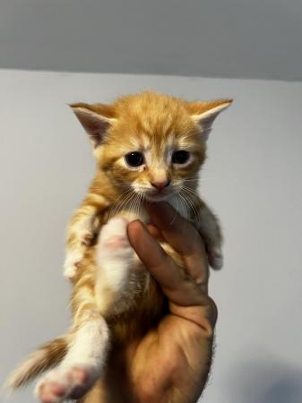 Image 4 of Beautiful kittens available