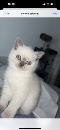 Image 5 of British short Hair kitten. For sale