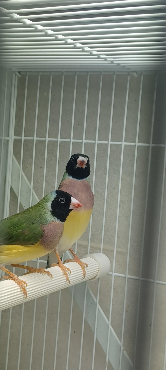 Preview of the first image of Two females Gouldian finches.