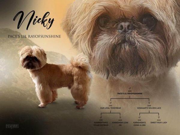 Image 3 of Nicky is an amazing imperial shih tzu
