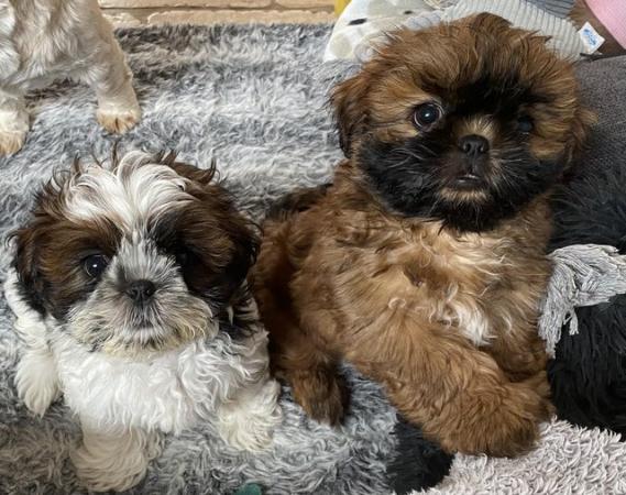Image 1 of 2 Shihtzu boy’s looking for their forever home.