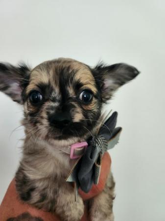 Image 10 of Stunning merle long coated Chihuahuas
